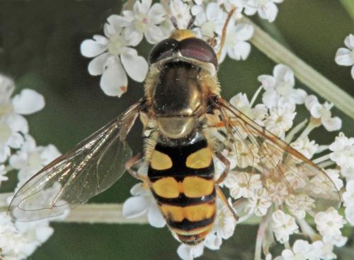 Réf. 326 889 : Eupeodes corollae